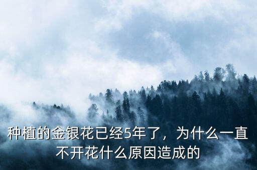 種植的金銀花已經5年了，為什么一直不開花什么原因造成的