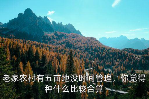 老家農(nóng)村有五畝地沒時間管理，你覺得種什么比較合算