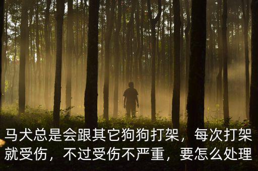 馬犬總是會跟其它狗狗打架，每次打架就受傷，不過受傷不嚴重，要怎么處理
