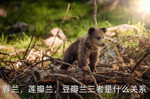 春蘭，蓮瓣蘭，豆瓣蘭三者是什么關(guān)系