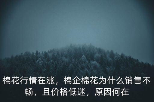棉花行情在漲，棉企棉花為什么銷售不暢，且價(jià)格低迷，原因何在