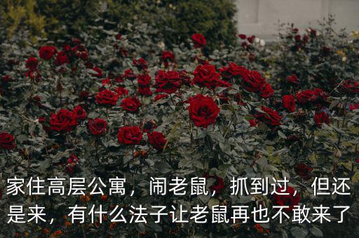 家住高層公寓，鬧老鼠，抓到過，但還是來，有什么法子讓老鼠再也不敢來了
