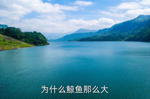 為什么現(xiàn)在有很多鯨魚(yú),為什么鯨魚(yú)身體上有藤壺