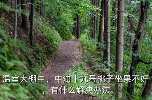 溫室大棚中，中油十九號桃子坐果不好，有什么解決辦法