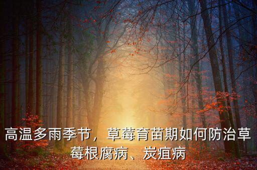 高溫多雨季節(jié)，草莓育苗期如何防治草莓根腐病、炭疽病