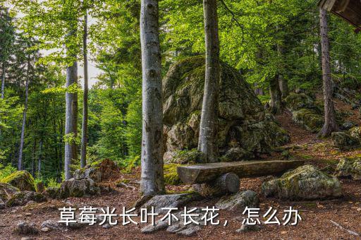 草莓光長葉不長花，怎么辦