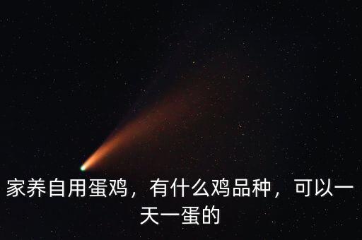 家養(yǎng)自用蛋雞，有什么雞品種，可以一天一蛋的