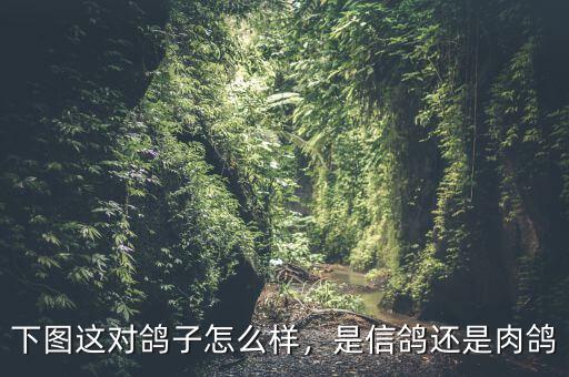 下圖這對(duì)鴿子怎么樣，是信鴿還是肉鴿