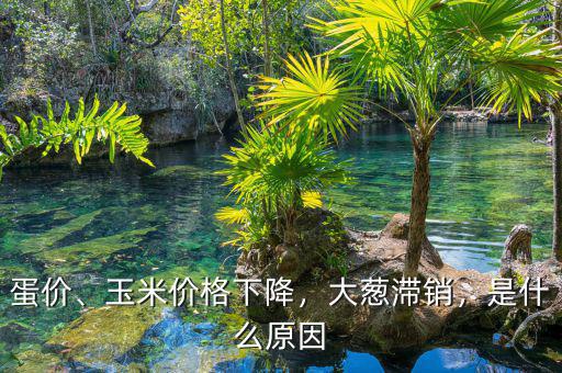 蛋價(jià)、玉米價(jià)格下降，大蔥滯銷，是什么原因