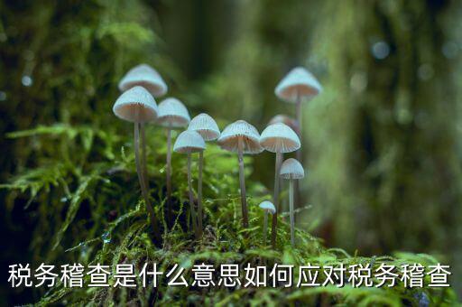 什么是稅務(wù)稽查積案，稅務(wù)稽查本指什么