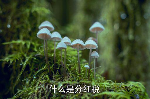 什么叫稅收紅利，什么是紅利稅企業(yè)交企業(yè)所得稅后分紅給個(gè)人還需要交個(gè)人所得稅不