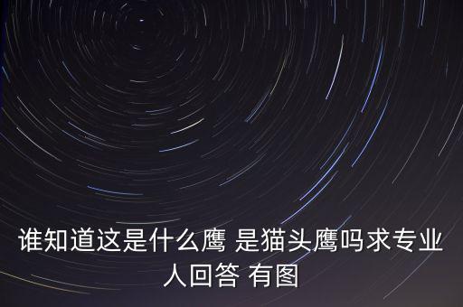 頭長(zhǎng)的像鷹是什么鴿子，有那種飛禽類(lèi)似鷹但又比鷹小專(zhuān)捕食鴿子