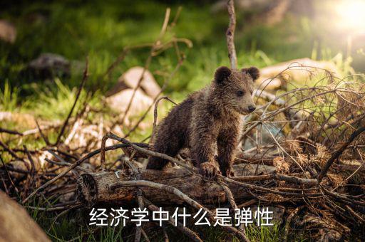什么是利潤彈性，經(jīng)濟(jì)學(xué)中什么是彈性