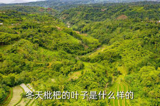 高位死叉是什么樣子的，起搏器是什么樣子的