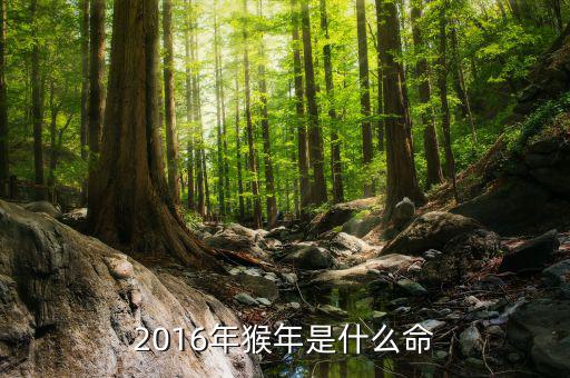 2016年是什么預(yù)兆，2016年猴年是什么命