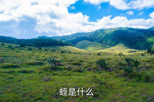 掌錢是什么，蛭是什么