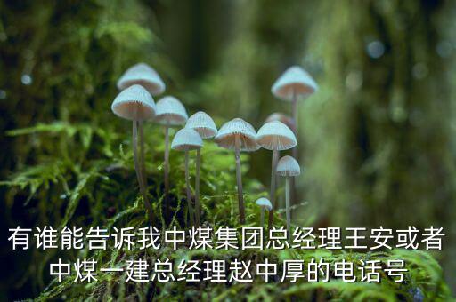中煤王安是什么級別，王安被稱為什么