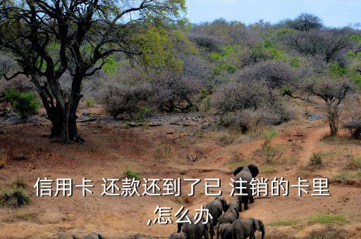  信用卡 還款還到了已 注銷(xiāo)的卡里,怎么辦