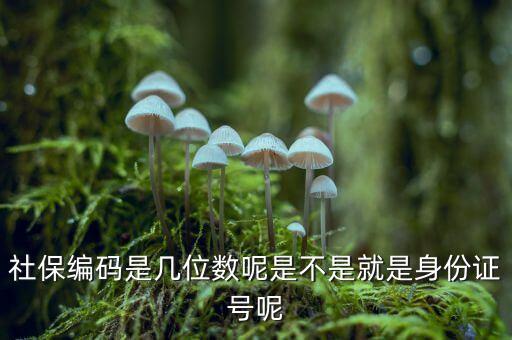 單位社保編碼14位是什么，什么是社保編號(hào)