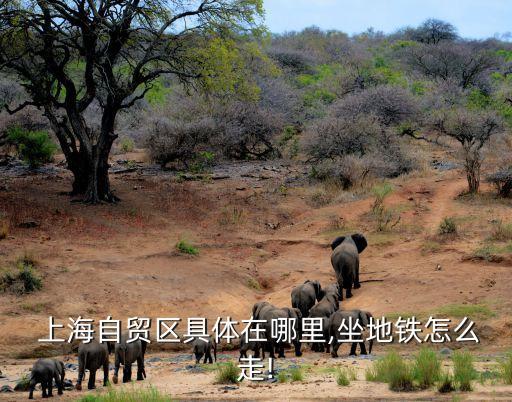 上海自由貿易試驗區(qū)示意圖,建設銀行上海自由貿易試驗區(qū)支行